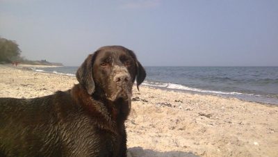 Die Hündin Agathe sitzt tropfnass nach einem Hüpfer ins Meer am Strand und schaut in die Kamera
