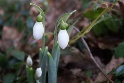 Schneeglöckchen