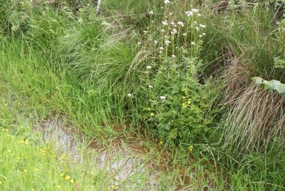 Monatsbild Juni 2019