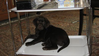 das legendäre Teewagenbild