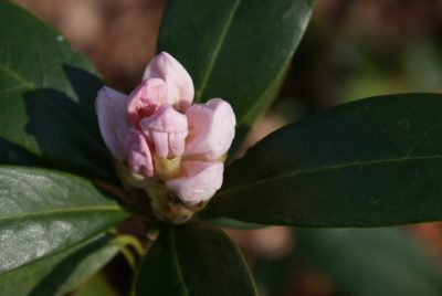 Rhododendron