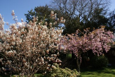 die Zierkirsche in voller Blüte