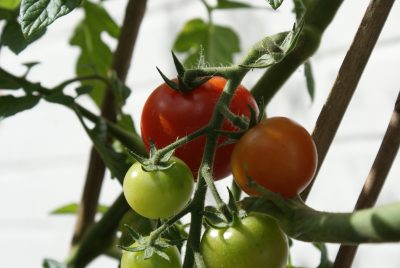Tomaten