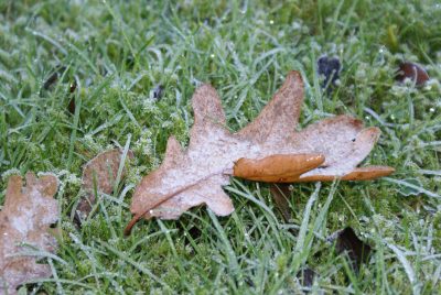 Ein Eichenblatt mit der typischen Zeichnung