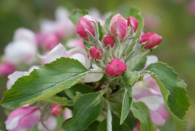 Apfelblüte 