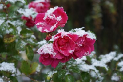 Rosen mit Novemberschnee