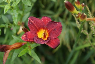 Hemerocallis 