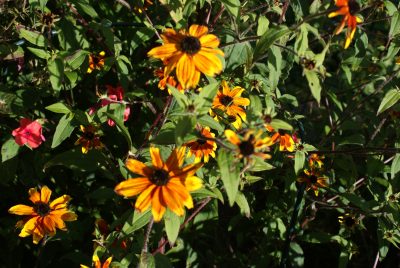 Rudbeckia triloba