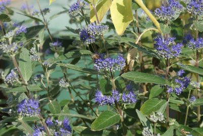 Bienenfutter im Herbst