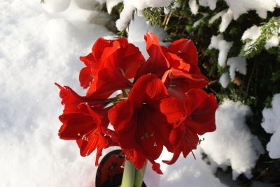 Klassiker in der Adventszeit: die Amaryllis