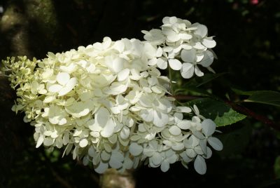 Rispenhortensie