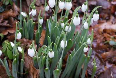 Schneeglöckchen