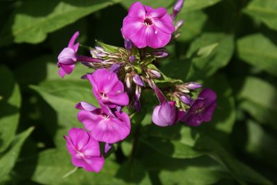 Phlox