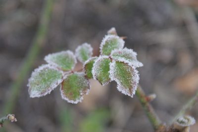 Frost